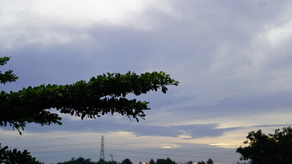 Silhouetted Tree Branch Against a Softly Lit Cloudy Sky