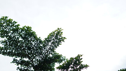Lush Green Tree Branches Against a Bright Sky