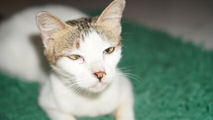 Injured White and Brown Cat Resting on Teal Fabric