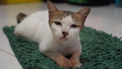 Close-up of a Sleepy, Tabby Cat on a Green Rug
