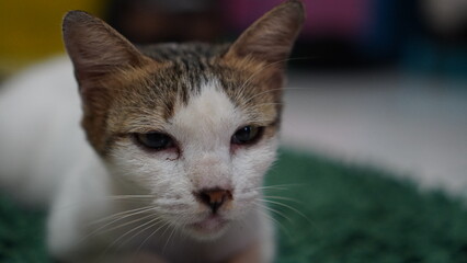 Close-up of a sleepy white and brown tabby cat with a serious expression
