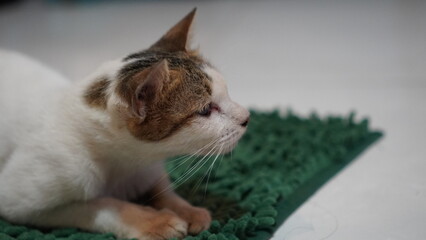 Profile of a Domestic Cat with Unique Ear and Whisker Details