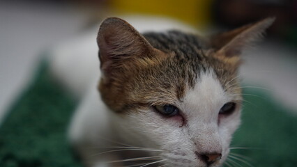Close-up portrait of a calico cat with striking blue eyes and detailed fur texture