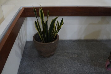 Snake Plant in Earthenware Pot Near Wooden Trim