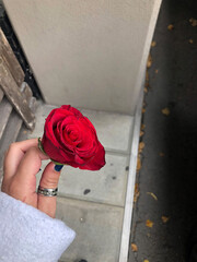 woman holding a rose