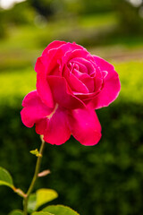 Garden Rose, macro background image with space for inscription