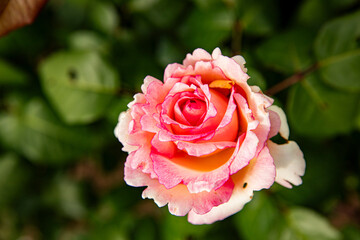 Rose on a blurred background. Vivid floral background for design