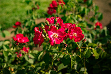 Bright red flowers of Rugosa rose in sunny garden, summer day.