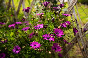 Fototapeta premium Vivid purple Osteospermum flowers in garden, natural background