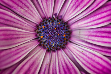 Obraz premium Purple Cape marguerite with blue stamen: amazingly beautiful photography, with wonderful detail.