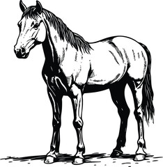 Obraz premium horse vector illustration