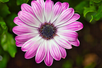 Obraz premium Close up of beautiful white, pink and purple Cape marguerite in the garden in spring: colorful macro photography filling the frame.