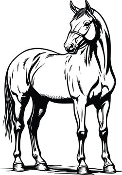 horse vector illustration