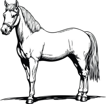 horse vector illustration