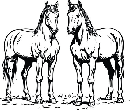 horse vector illustration
