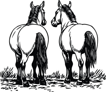 horse vector illustration