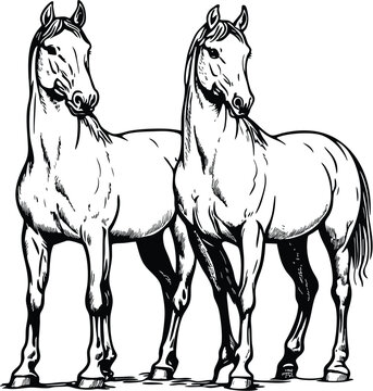 horse vector illustration