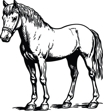 horse vector illustration