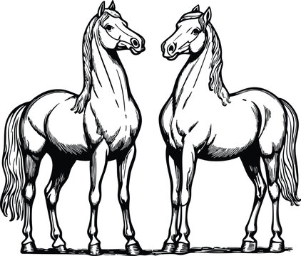 horse vector illustration