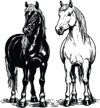 horse vector illustration