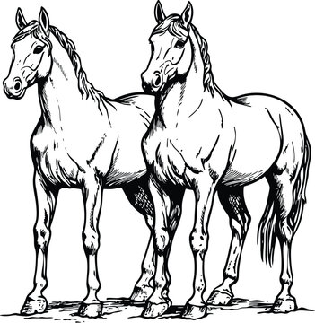 horse vector illustration