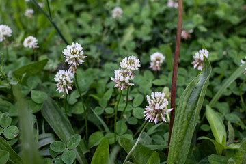 wild white flowers in clover 