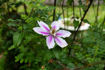 pink and white flower in the garden 