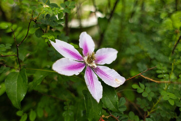 Obraz premium pink and white flower in the garden 