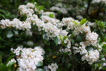 white flowers of mountain laurel 