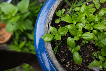 basil plant in garden 