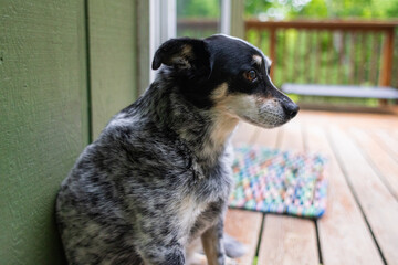 older dog sitting on back porch 