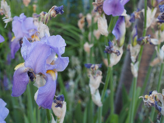 Close-up of a fresh blossom of a Dalmatian iris (iris pallida) or sweet iris growing among welting ones in a flower bed in may in Bonn, Germany.