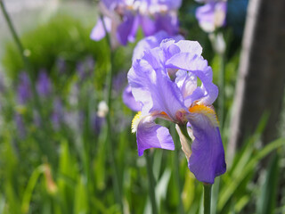 Close-up of the blossom of a Dalmatian iris (iris pallida) or sweet iris growing in a flower bed on a sunny day in may in Bonn, Germany.