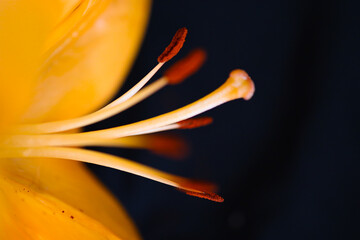 Close-up macro flor 