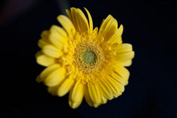 Close-up macro flor amarela