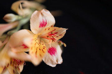 Close-up macro flor cor-de-rosa