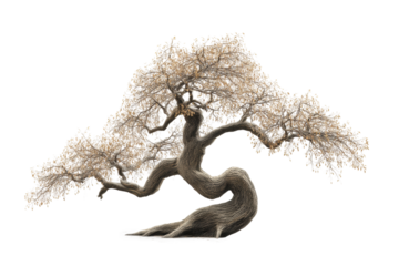 PNG Leafless bonsai tree with twisted trunk and compact canopy