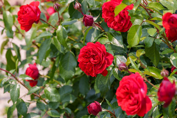 Close-up photo of a red rose blooming in early summer