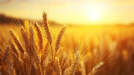 Harvesting wheat in golden fields at sunset nature photography