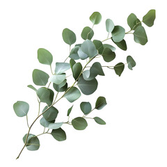 Fresh eucalyptus sprig, cut out