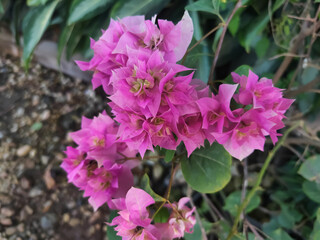 Blooming bougainvillea flowers. Bright pink magenta bougainvillea flowers as a floral background. Blurry Background