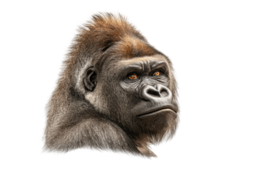 PNG Portrait of a majestic gorilla with intense gaze
