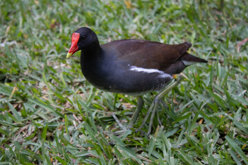 bird in the grass