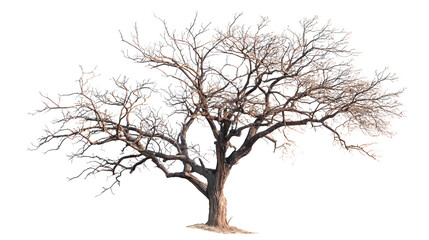 Obraz premium Leafless Tree Silhouette