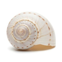 ナチュラルなスネイルシェルのクローズアップ、白背景、繊細な模様

