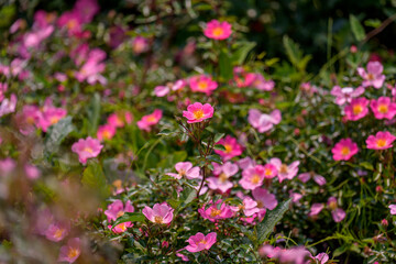 Close-up of a pink rose (Rosa topolina) blooming in early summer