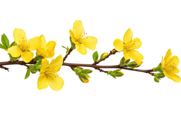 A branch of vibrant yellow flowers isolated on transparent background.