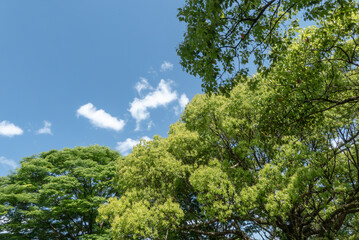 生き生きとした春の緑が増す公園　滋賀県大津市皇子が丘公園