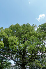 生き生きとした春の緑が増す公園　滋賀県大津市皇子が丘公園