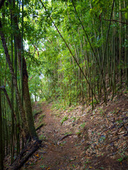 Puu Ohia hiking trail, Oahu, Hawaii, USA leading through a bamboo forest